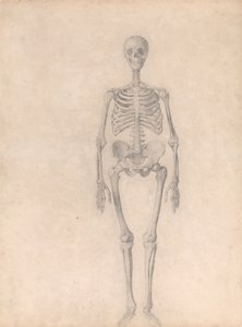 Esposizione anatomica comparativa della struttura del corpo umano con quella di una tigre e di un co... da George Stubbs